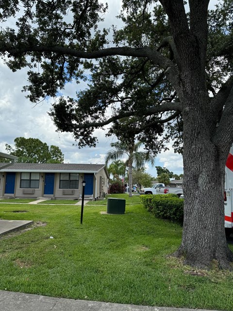 a group of mobile homes in a yard next to a tree